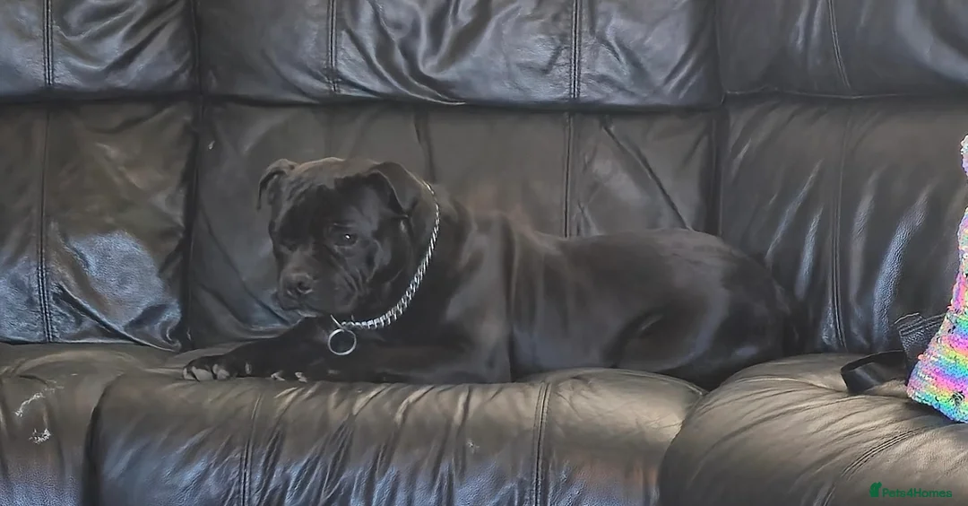 Staffordshire Bull Terrier dogs for stud: 📣THE 🔝 PRODUCING BLACK BLUE GENE CHAMPION IN UK  in Faversham - Advert 22