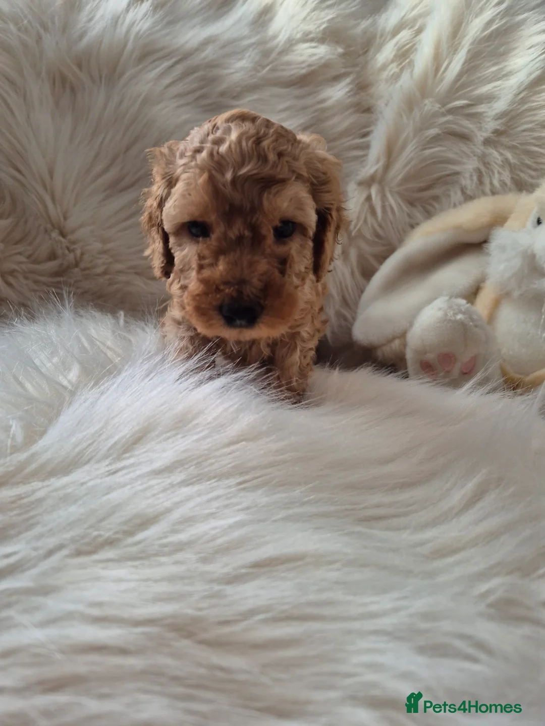 Cockapoo dogs for sale: F1B COCKAPOO PUPPIES  - Advert 12