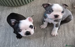 Boston Terrier dogs for stud: Boston terrier for stud blue&white proven KC regis in Wantage - Image 24