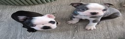 Boston Terrier dogs for stud: Boston terrier for stud blue&white proven KC regis in Wantage - Advert 24