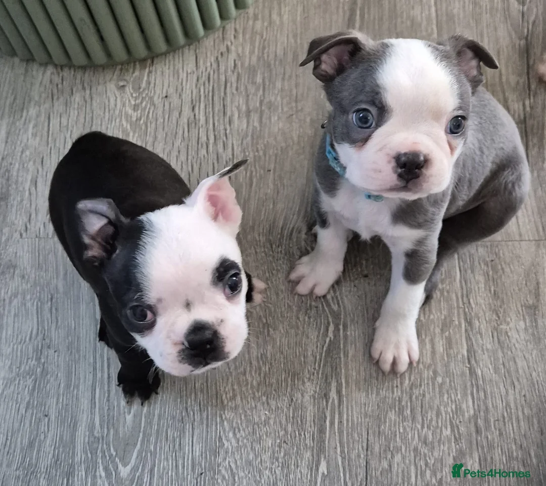Boston Terrier dogs for stud: Boston terrier for stud blue&white proven KC regis in Wantage - Advert 24