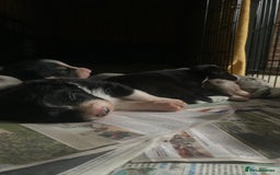 Border Collie dogs for sale: Border Collie Pups Merle, Tri-colour & Blk/wht - Image 14