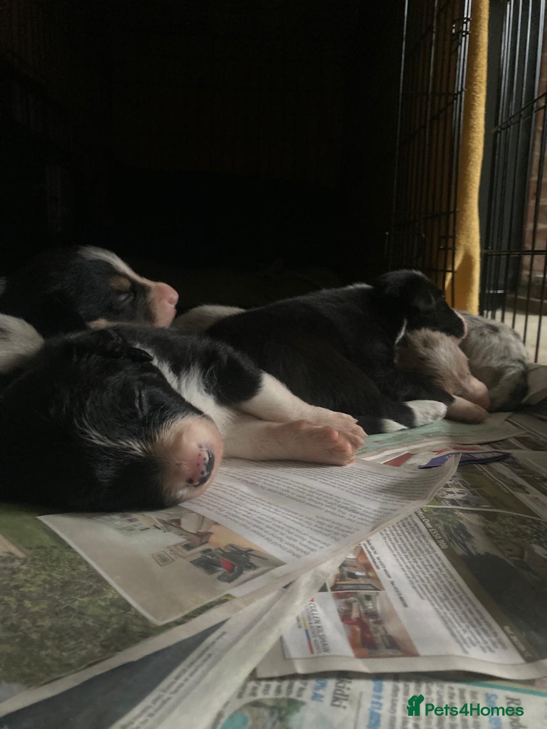 Border Collie dogs for sale: Border Collie Pups Merle, Tri-colour & Blk/wht - Image 14