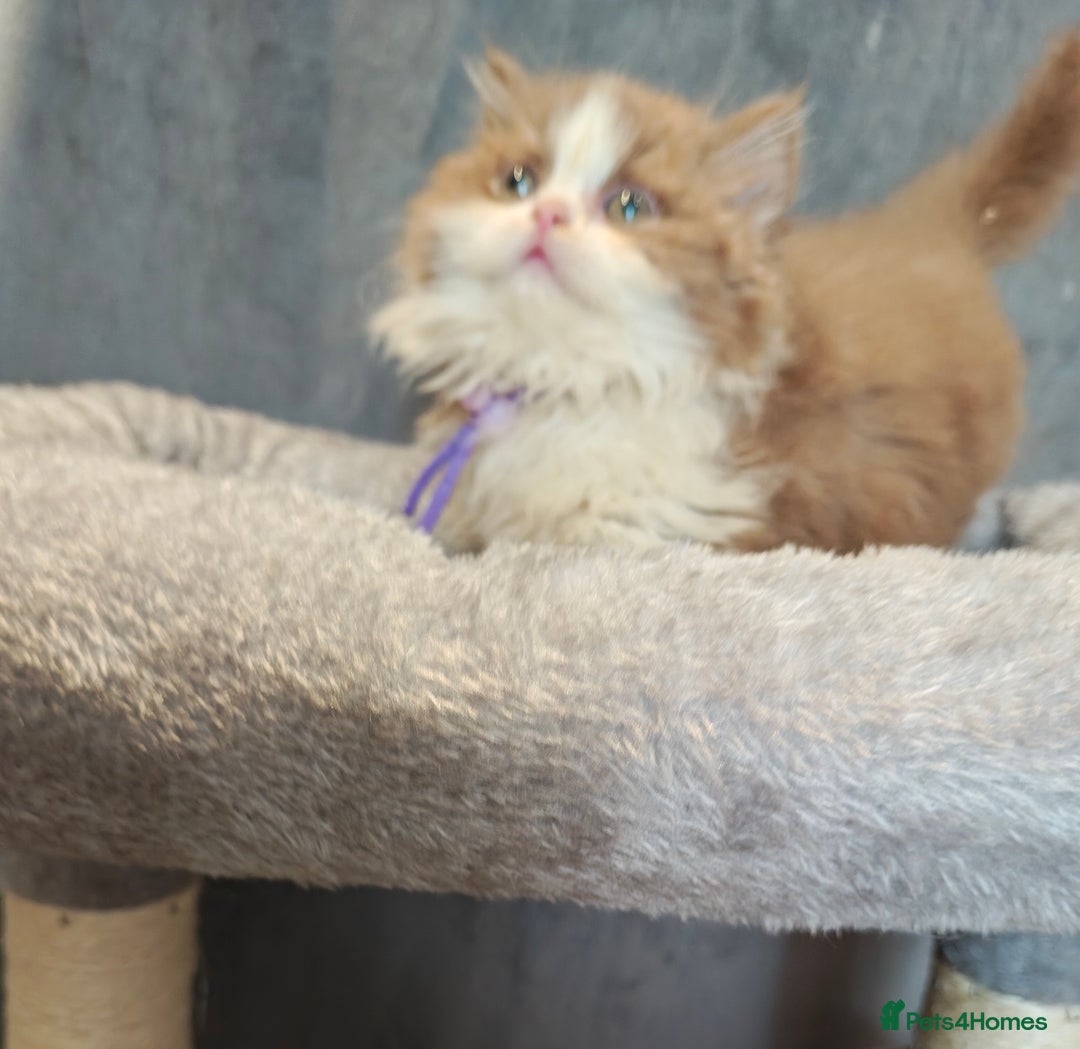 British Longhair cats for sale: Cinnamon bi colour longhair  - Image 1