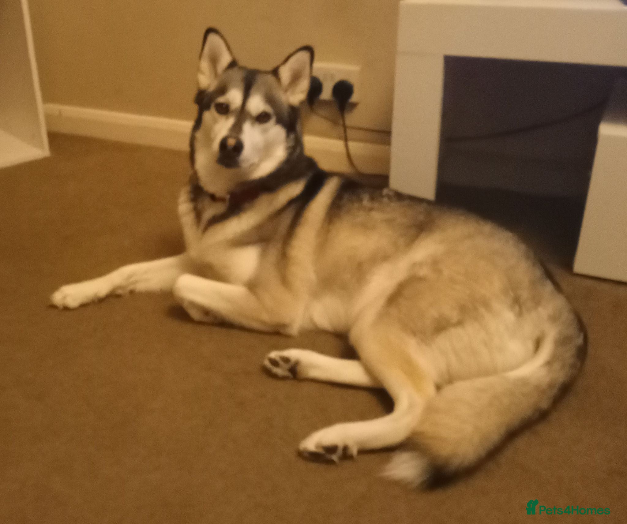 Siberian Husky dogs Stunning Siberian Husky puppies for sale - Advert 10