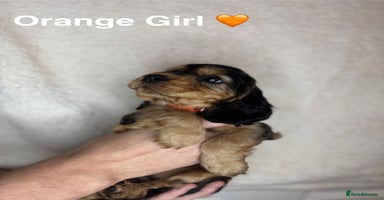 Cocker Spaniel dogs - Advert 13