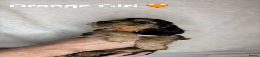 Orange Girl