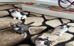 Domestic Shorthair cats for sale: Tabbies - Image 7