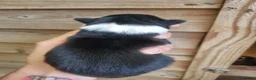Border Collie dogs for sale: Long haired border collie puppies  - Advert 15