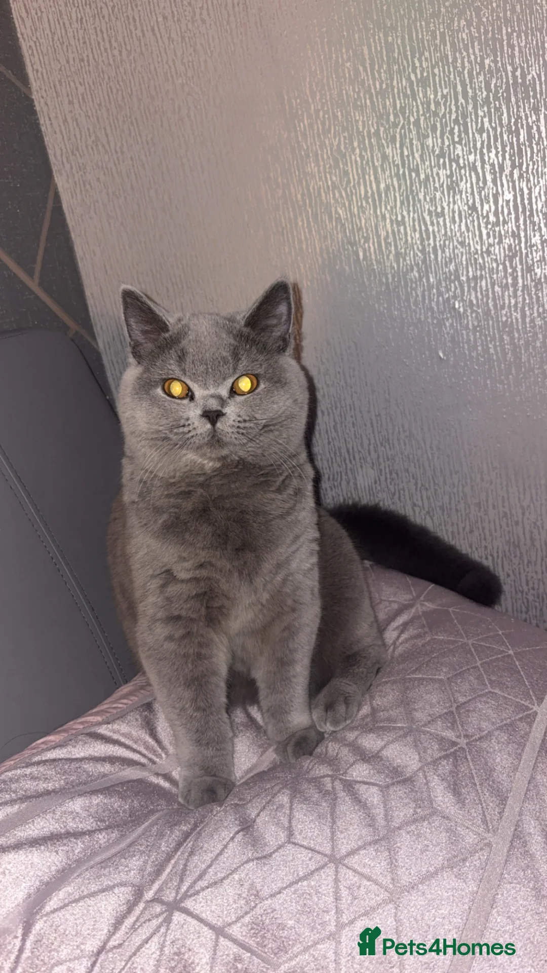 British Shorthair cats for sale: Female kitten  in Birmingham - Advert 2
