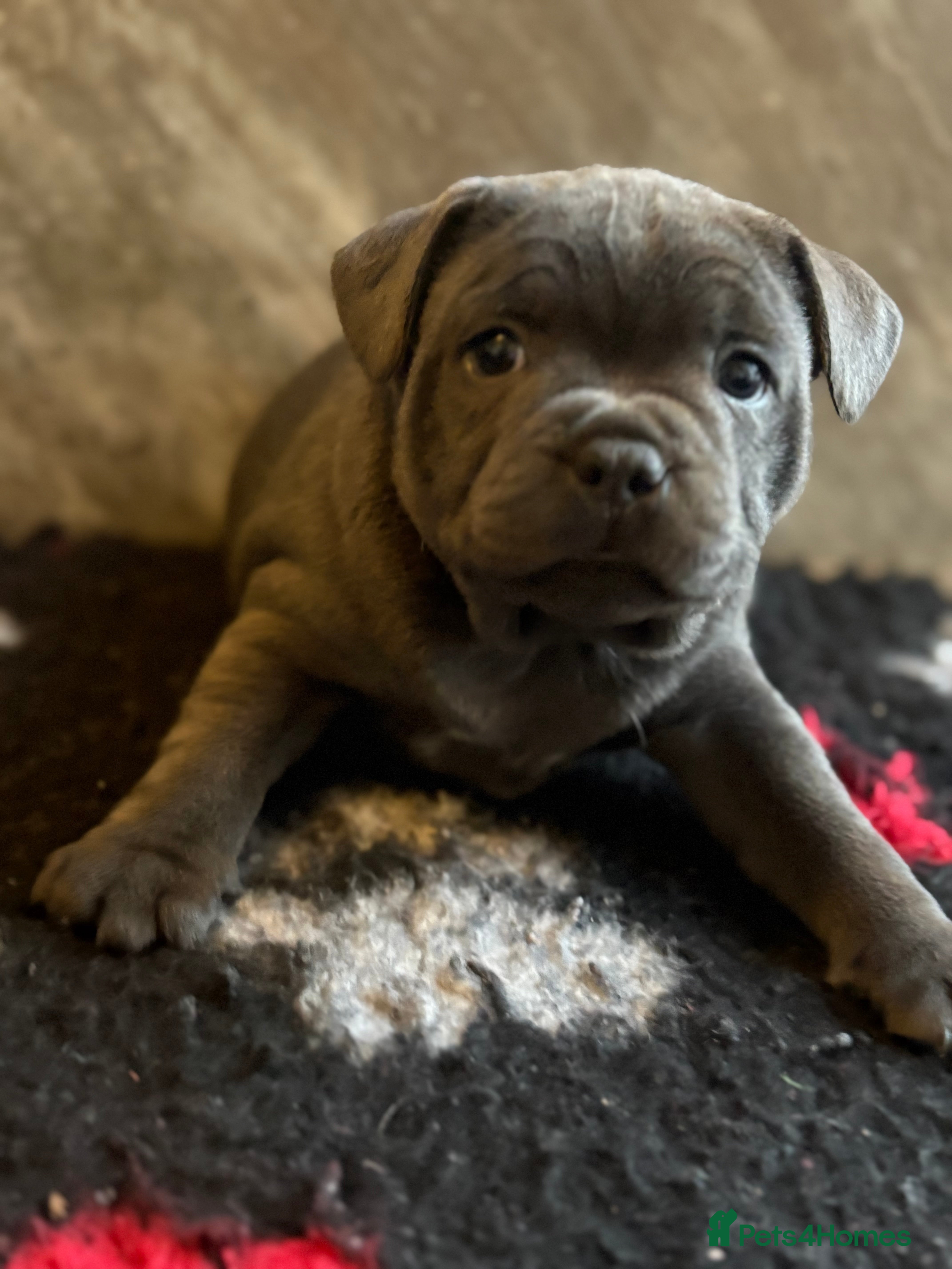 Staffordshire Bull Terrier dogs Pharaon X Piro X Bill Champion pups - Advert 2