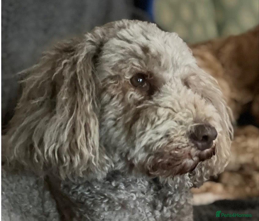 Australian Labradoodle dogs     🐾 Adorable Australian Labradoodle Puppies  - Advert 2