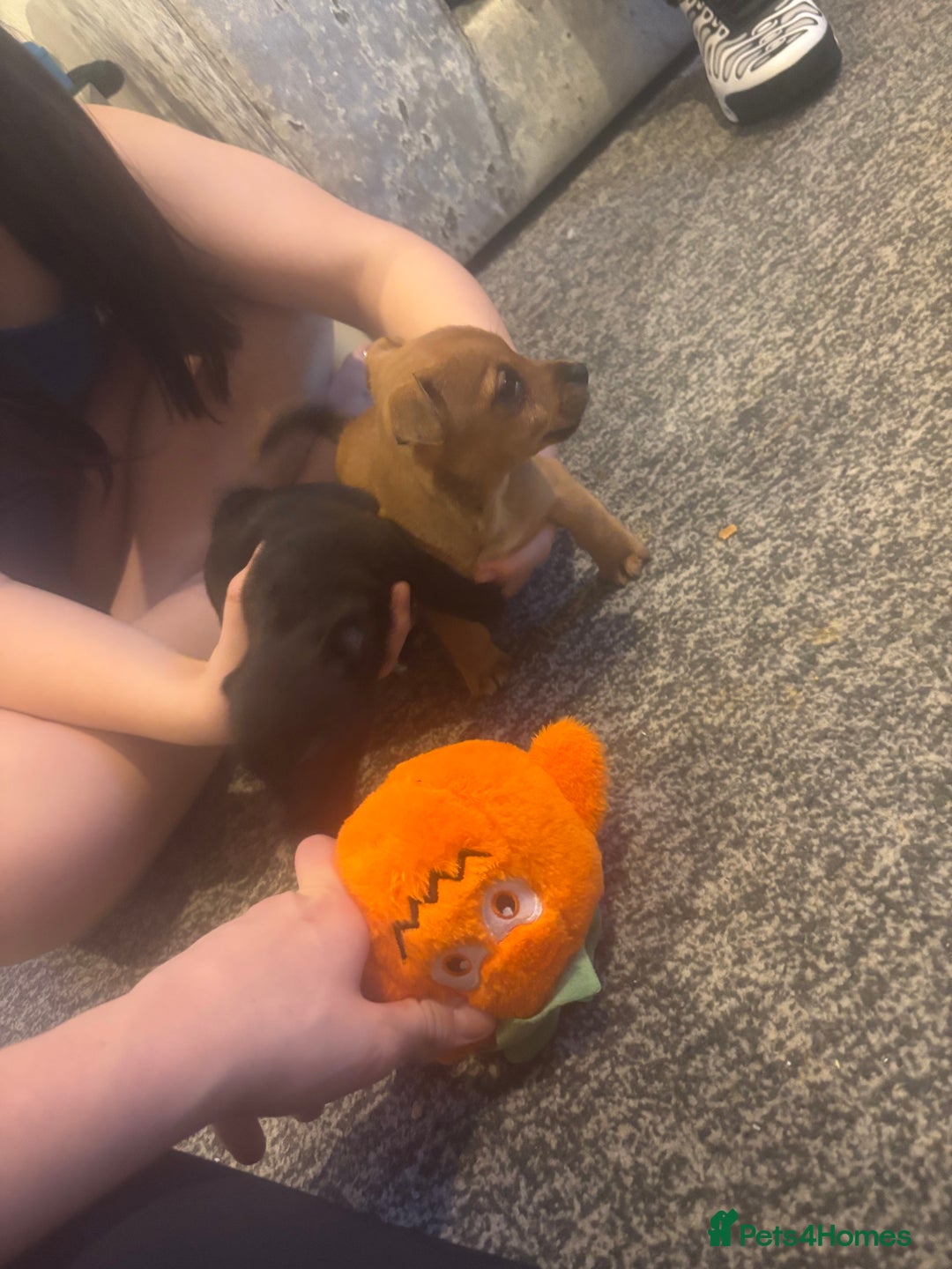 Jack Russell dogs for sale: Hi these are my beautiful Jack Russel puppies  - Advert 1