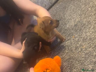 Jack Russell dogs Hi these are my beautiful Jack Russel puppies - Advert 5