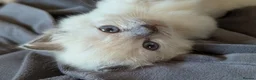 Ragdoll cats for sale: 🩵 beautiful blue point boy 🩵 - Advert 8