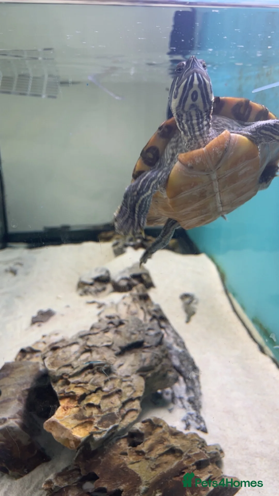 Turtle reptiles for sale: 2 Mississippi Map Turtles with Full Setup  in Burnley - Advert 2