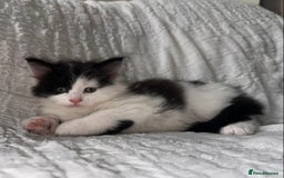 Maine Coon cats for sale: GORGEOUS MAINE COON KITTENS - Image 27