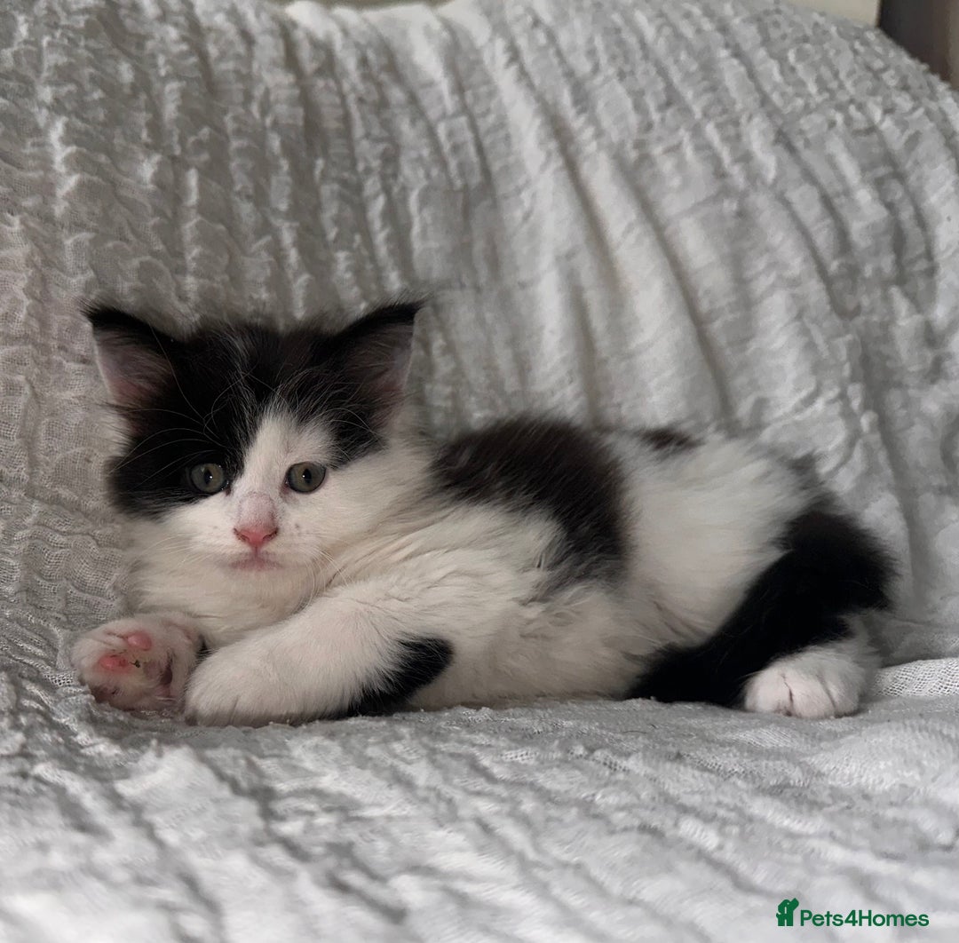 Maine Coon cats for sale: GORGEOUS MAINE COON KITTENS - Image 27
