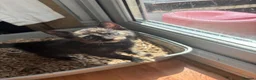 Mixed Breed cats for sale: Adorable kittens ready for loving homes - Advert 7