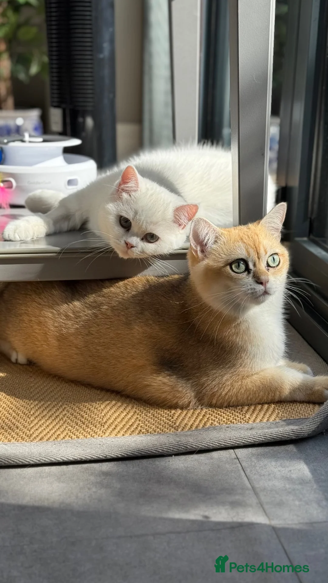 British Shorthair cats for sale: Charlie is ready for a new home - Advert 13