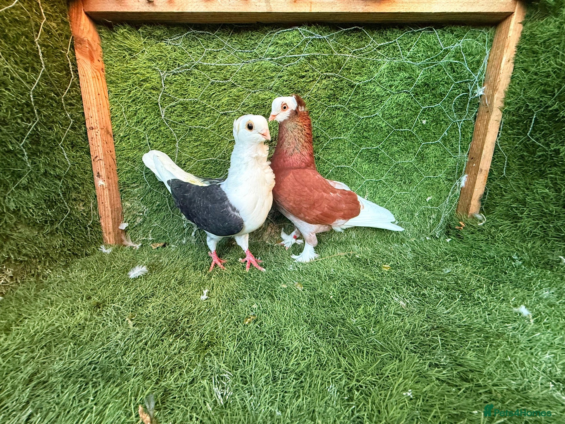 Pigeons birds Beautiful, Vaccinated & Friendly Pigeons - Advert 1