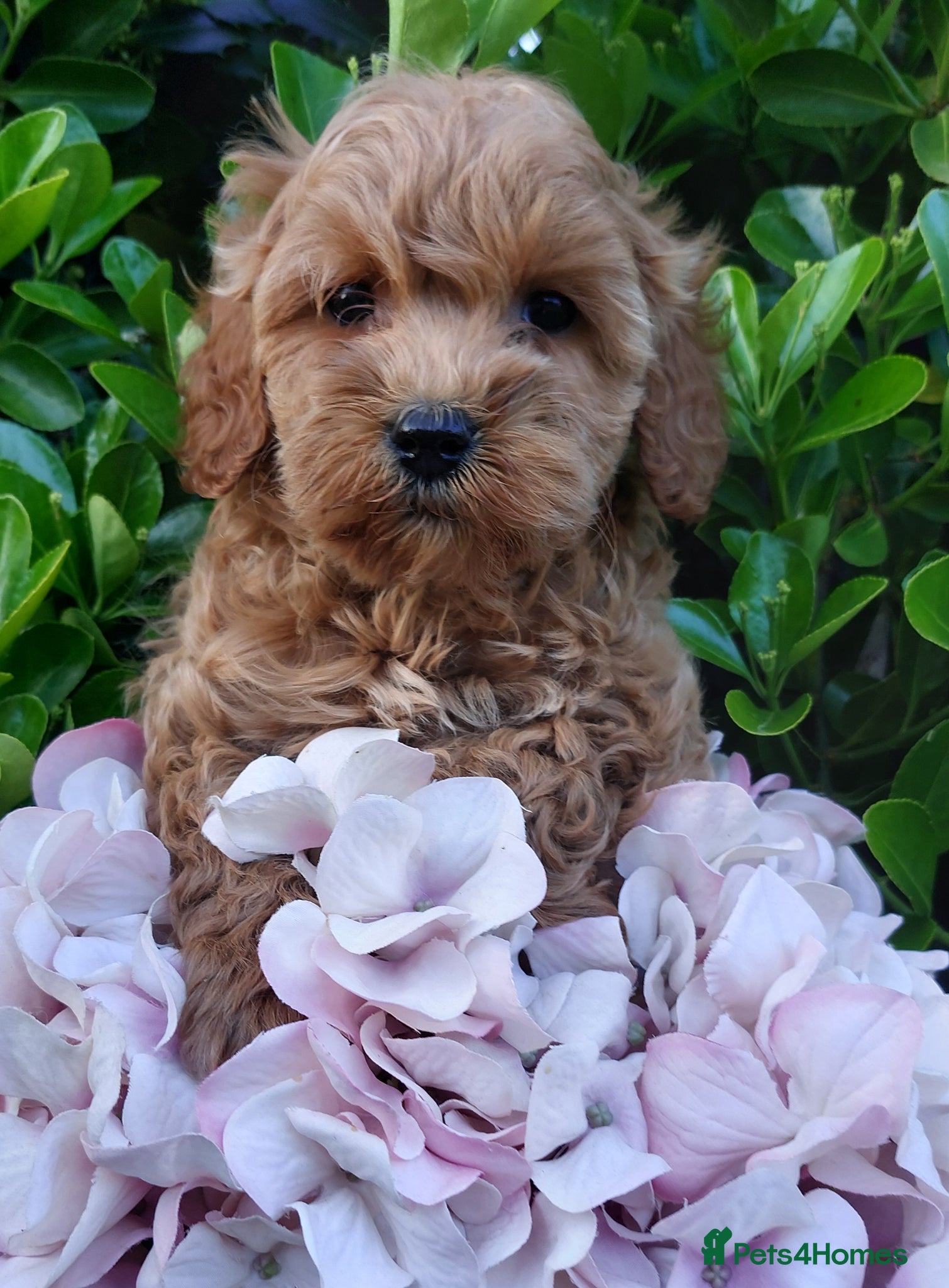 Cockapoo dogs F1 Tiny Cockerpoo Puppies  - Advert 1