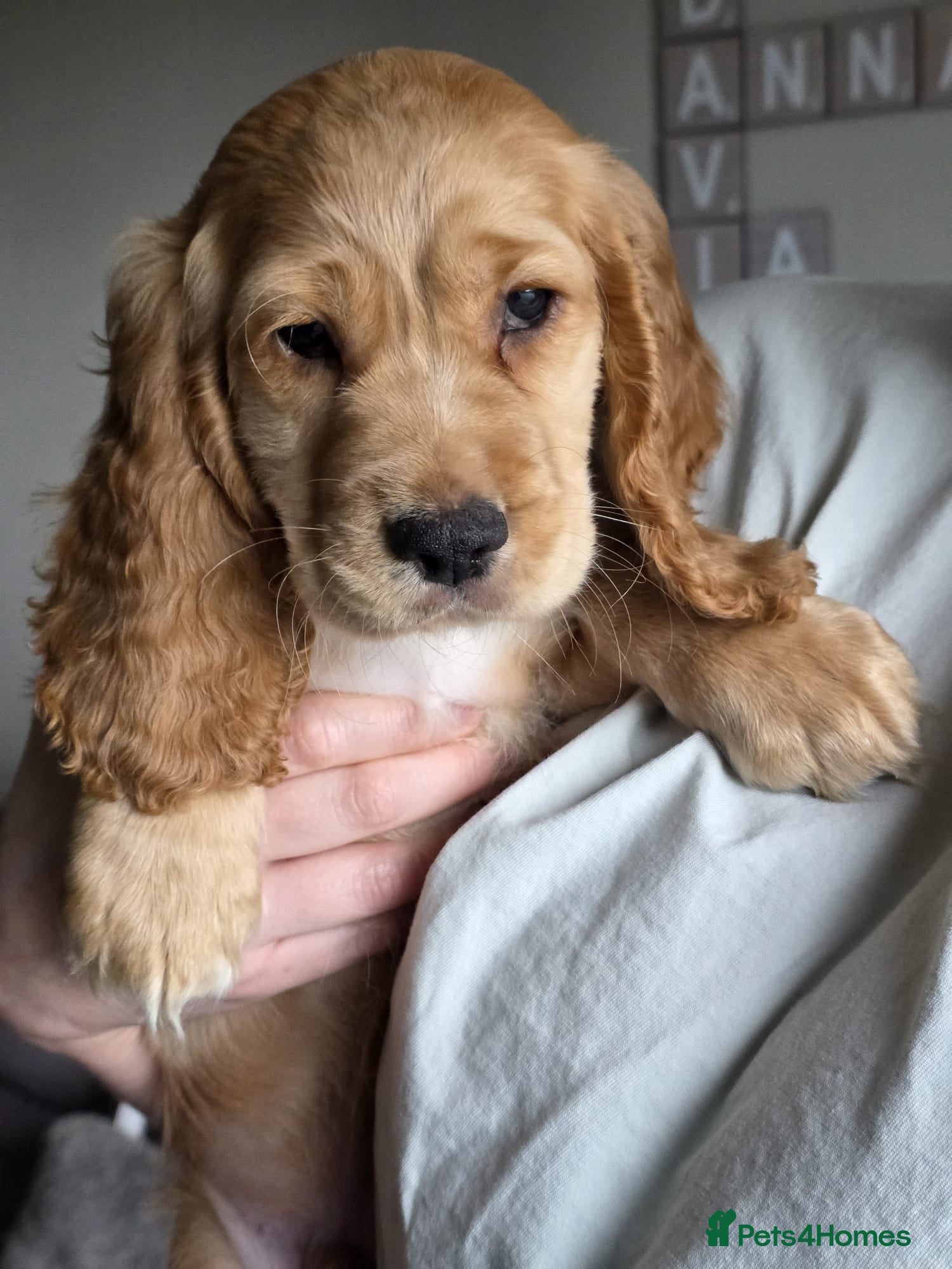 Cocker Spaniel dogs 2 x MALE GOLDEN COCKER SPANIELS LEFT. READY  07/03 - Advert 8