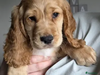 Cocker Spaniel dogs 2 x MALE GOLDEN COCKER SPANIELS LEFT. READY 07/03 - Advert 8