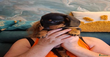 Miniature Dachshund dogs - Advert 6