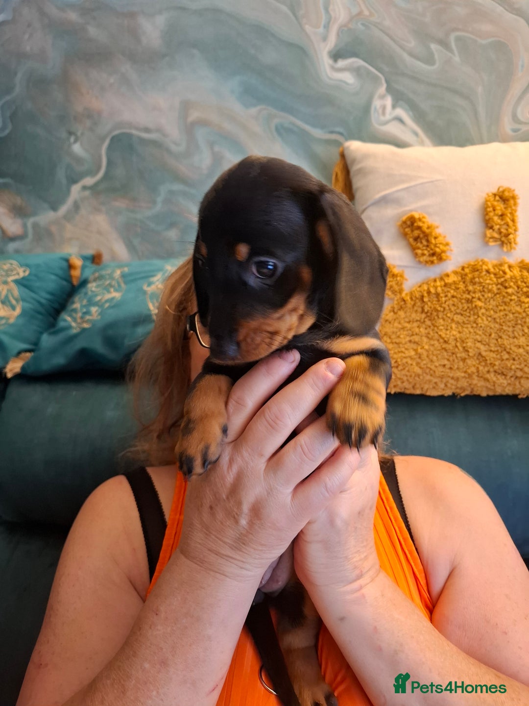 Miniature Dachshund dogs for sale: 3 Little Magical Miniature Dachshunds for Sale - Image 3