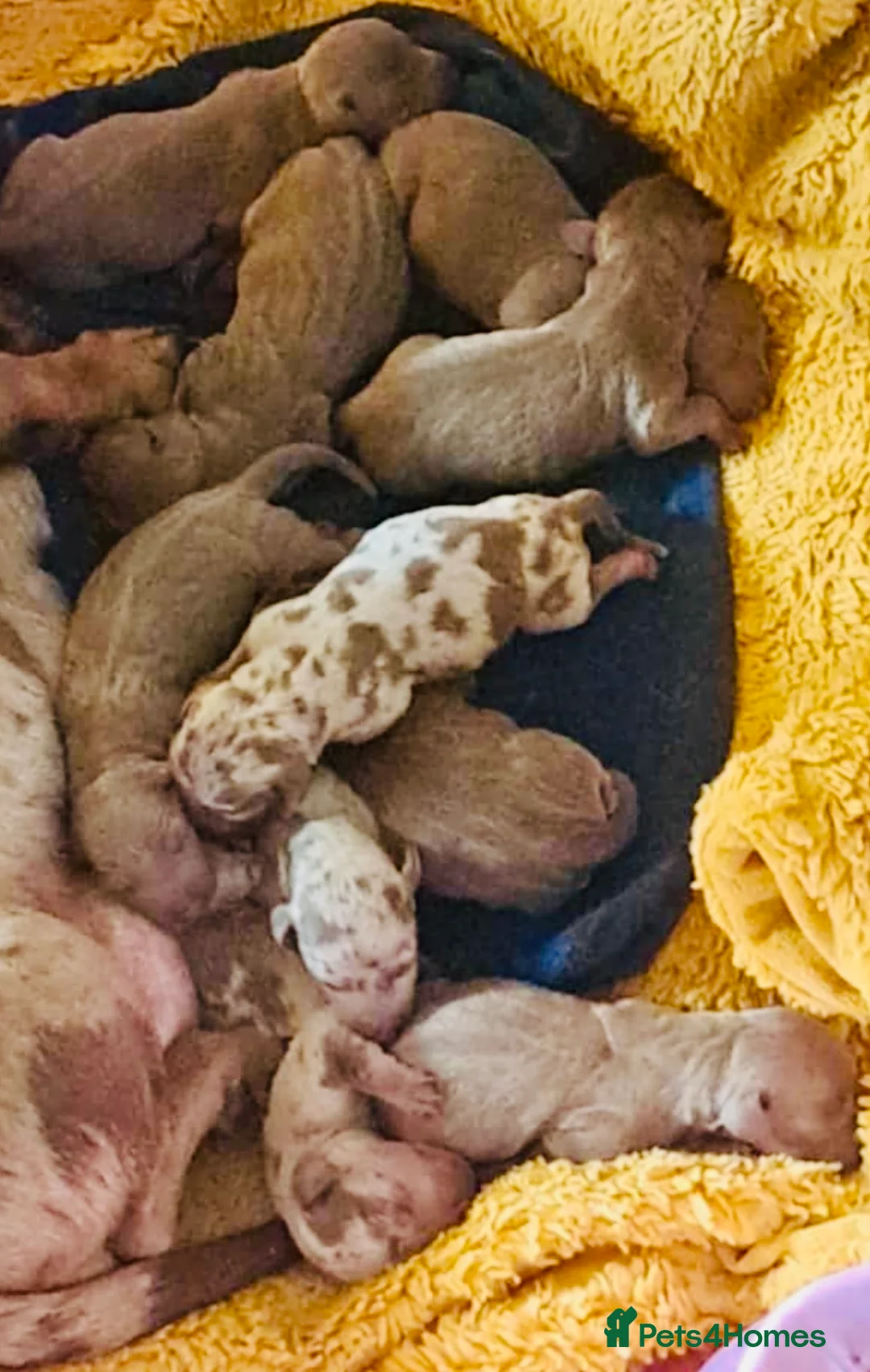 Miniature Dachshund dogs for stud: Isabella & Cream Dapple Miniature Dachshund Stud in Doncaster - Advert 6