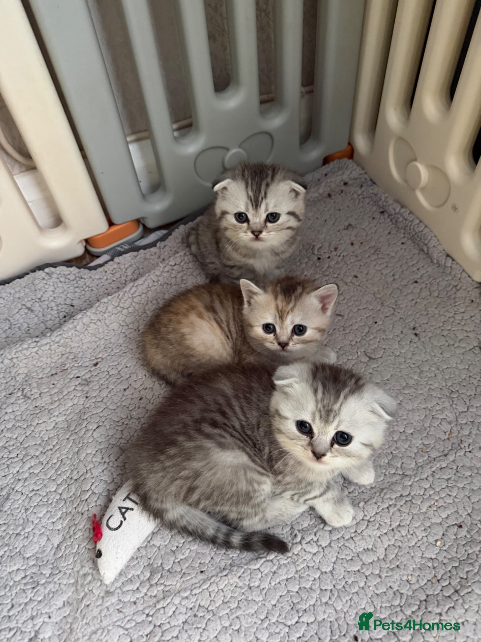 Scottish Fold cats Beautiful Scottish Fold/Straight Kittens  - Advert 1