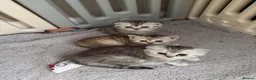 Scottish Fold cats for sale: Beautiful Scottish Fold/Straight Kittens  - Advert 1