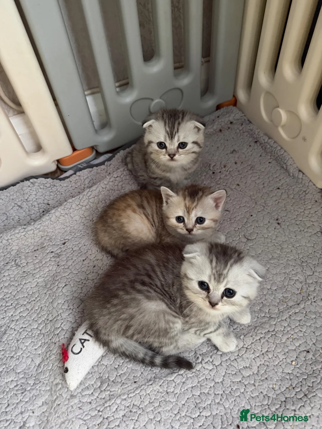 Scottish Fold cats for sale: Beautiful Scottish Fold/Straight Kittens  - Advert 1