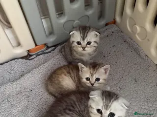 Scottish Fold cats Beautiful Scottish Fold/Straight Kittens - Advert 1