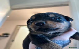 Rottweiler dogs for sale: 2x boys and 6x girls Rottweiler pups  - Image 19
