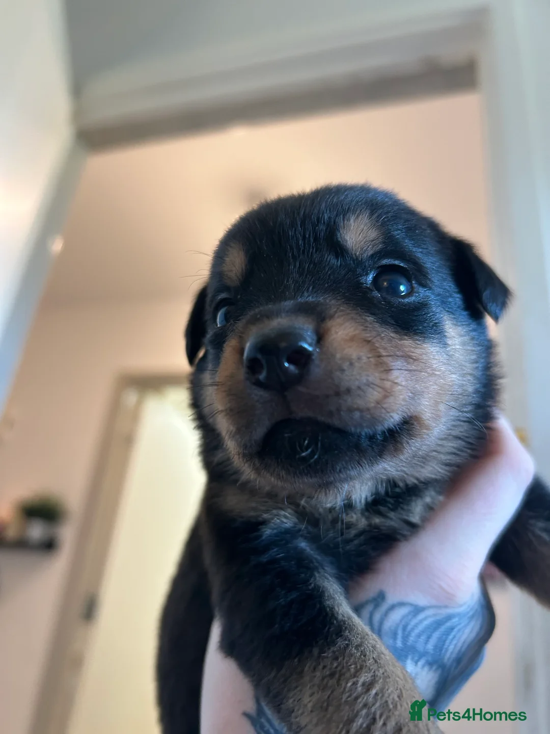 Rottweiler dogs for sale: Rottweiler puppies, only 2 girls left! Ready now  - Advert 25