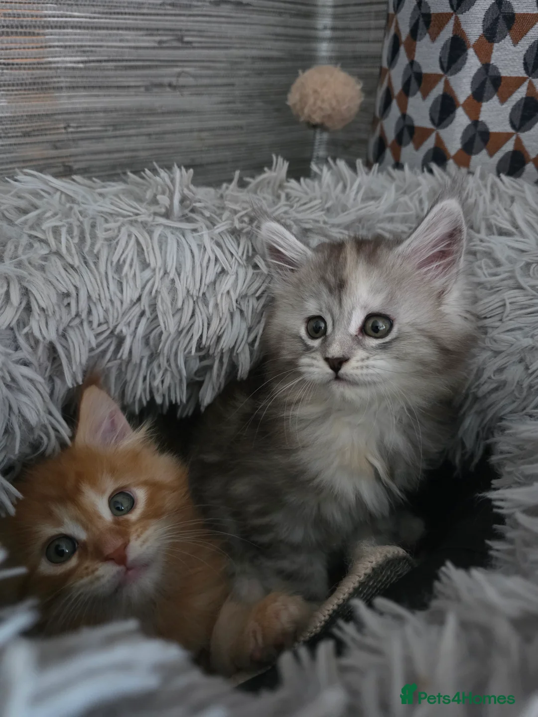 Maine Coon cats for sale: Beautiful  Meincoon  kitten - Advert 12