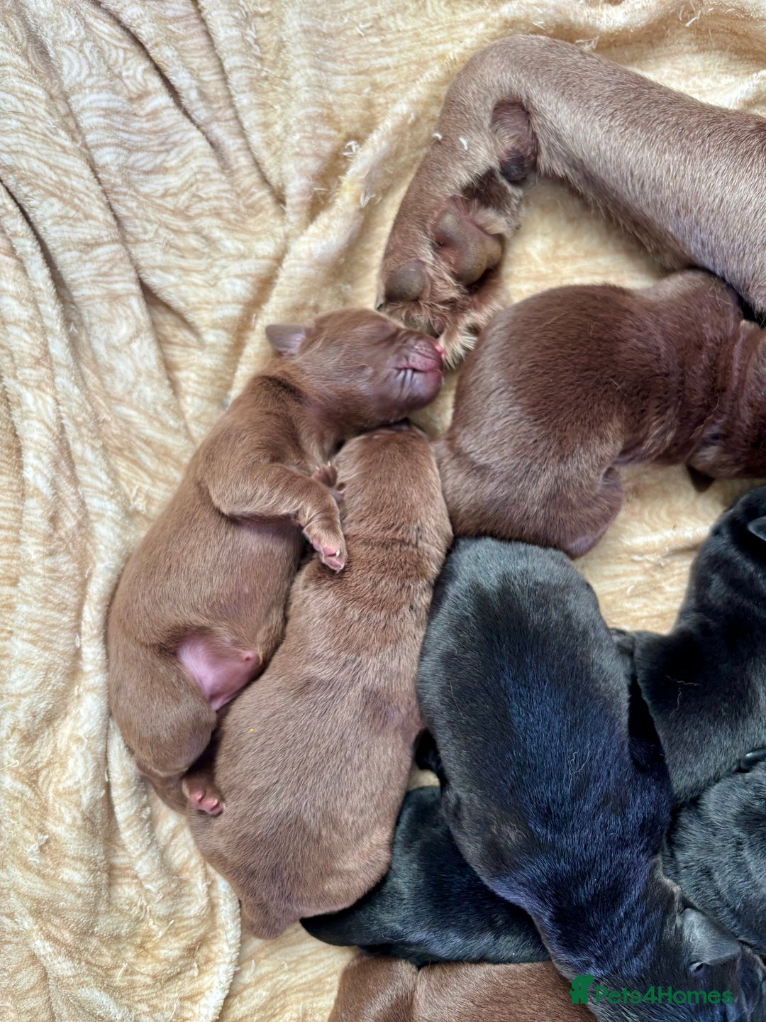 Labrador Retriever dogs for sale: Chocolate and Black Labrador Puppies - Advert 6