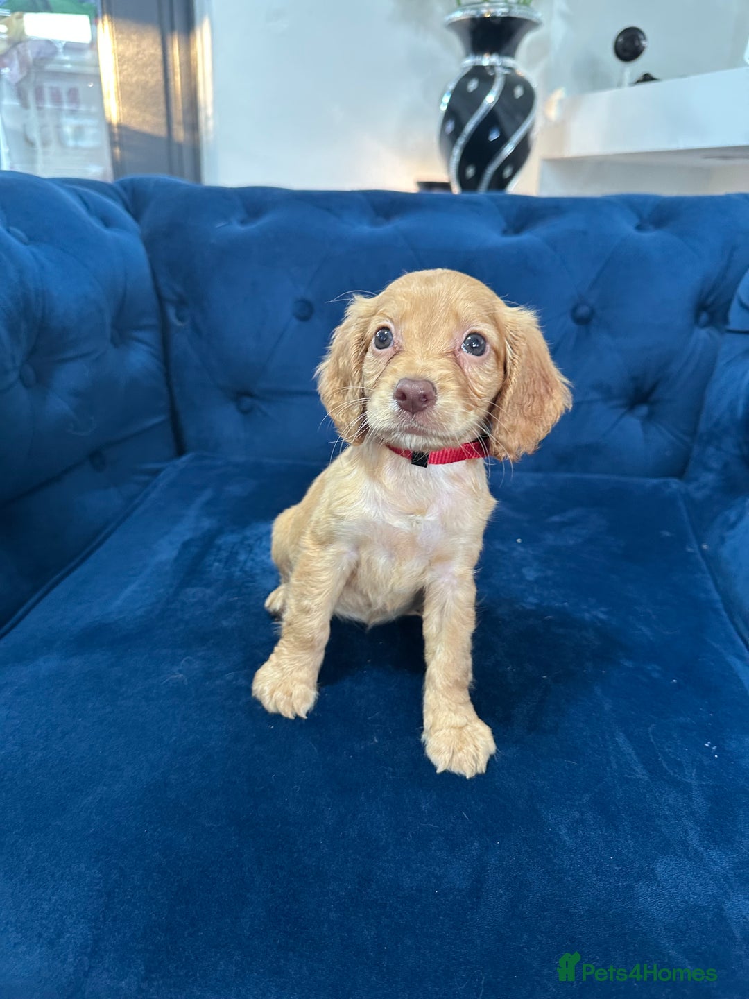 Cocker Spaniel dogs for sale: Beautiful litter of cocker spaniel pups 4 left  - Image 7