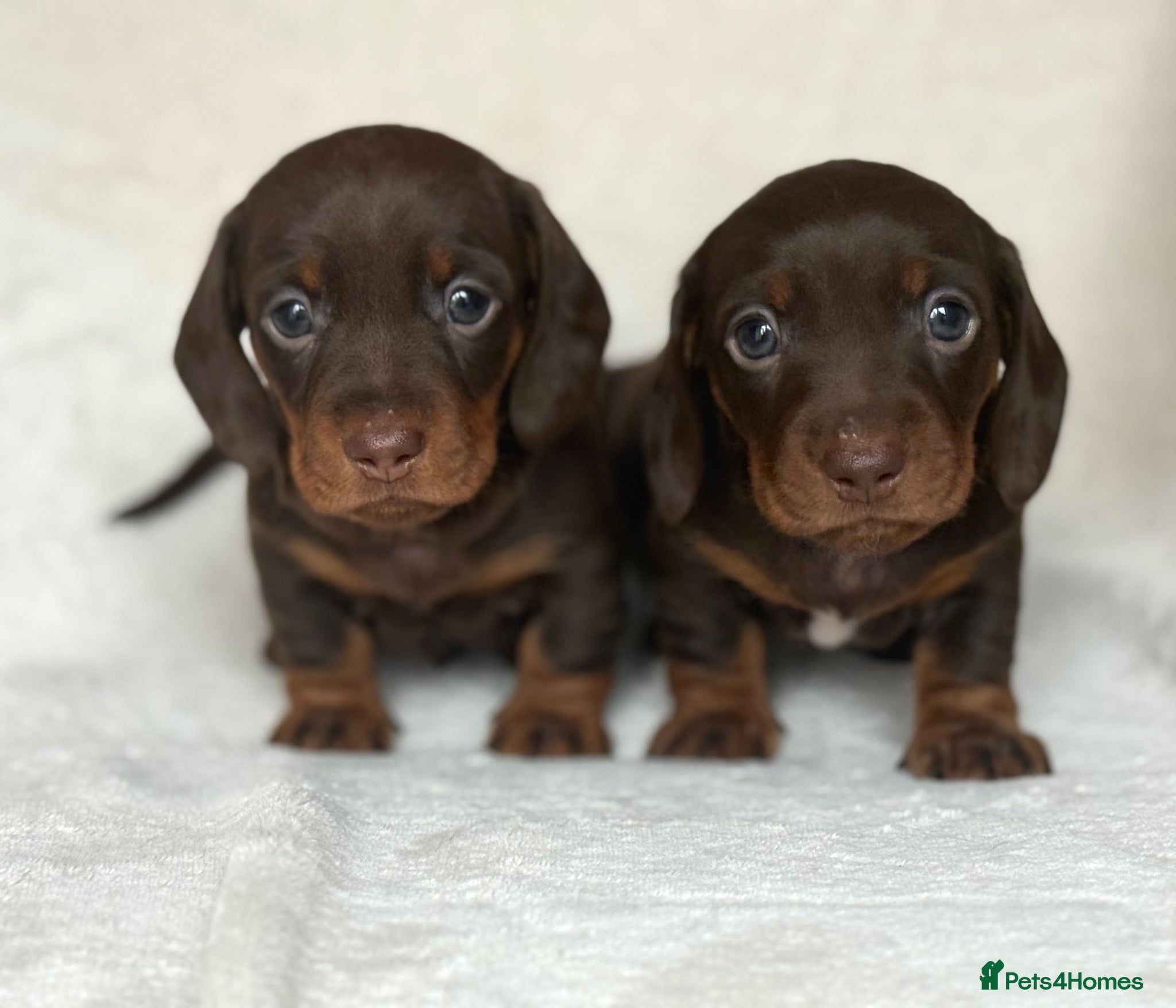 Miniature Dachshund dogs Stunning Chocolate & Tan Miniature Dachshunds - Advert 5