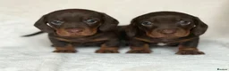 Miniature Dachshund dogs for sale: Stunning Chocolate & Tan Miniature Dachshunds - Advert 1