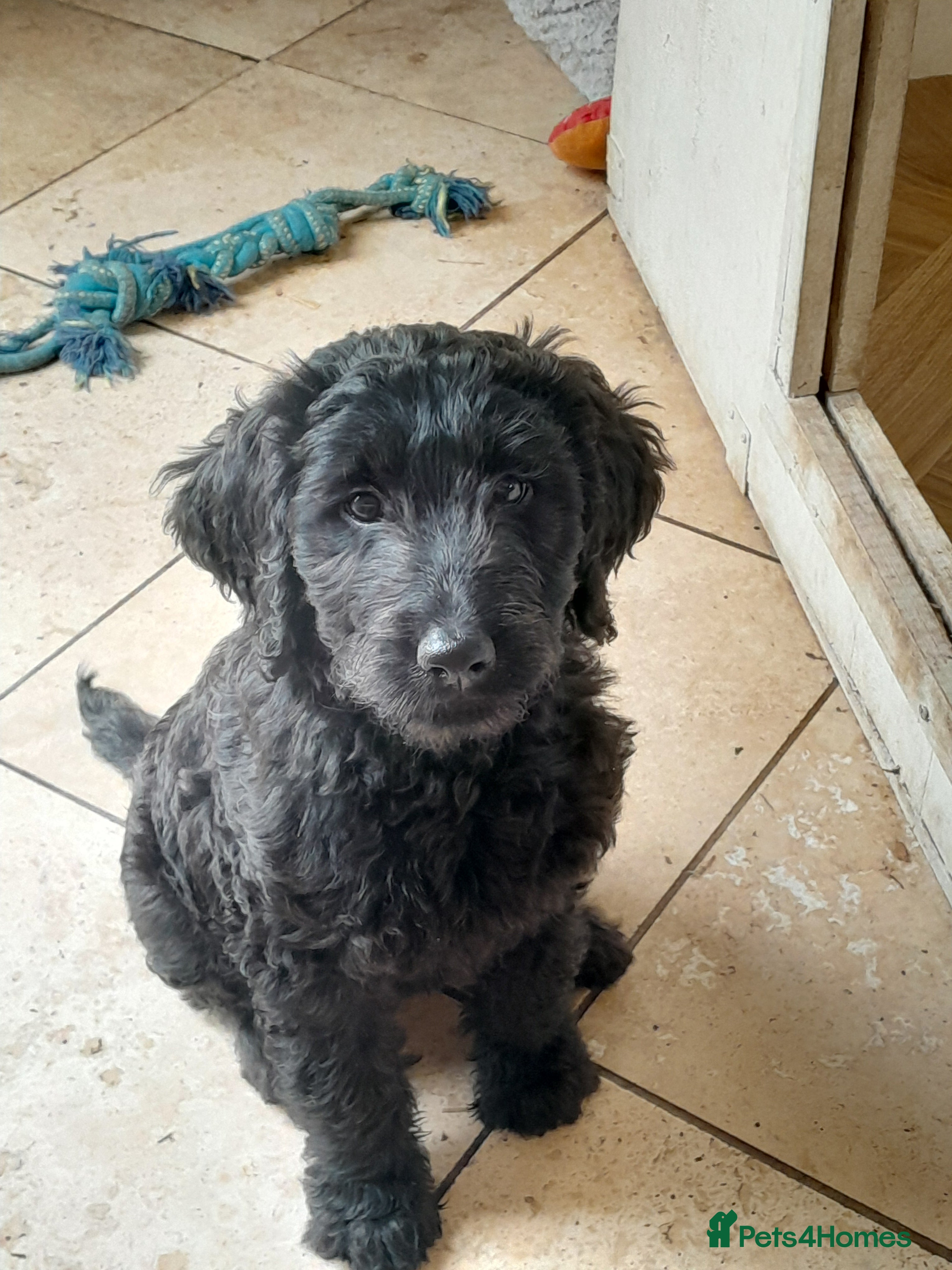 Goldendoodle Puppy 6