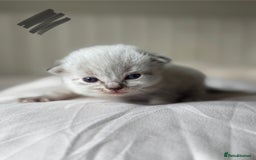 Ragdoll cats for sale: 🐾 Ragdoll kittens - ONE MALE TWO FEMALE LEFT 🐾 - Image 7