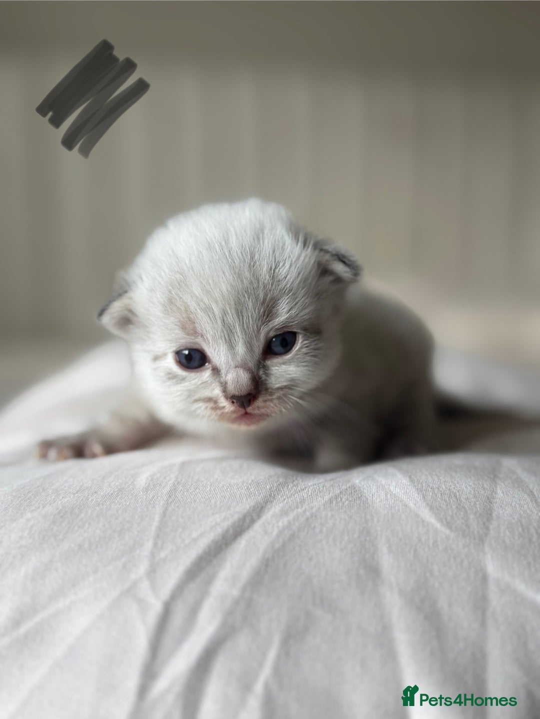 Ragdoll cats for sale: 🐾 Ragdoll kittens - ONE MALE TWO FEMALE LEFT 🐾 - Image 7