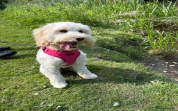 Cockapoo dogs for sale: Phoebe the cockapoo - Image 2