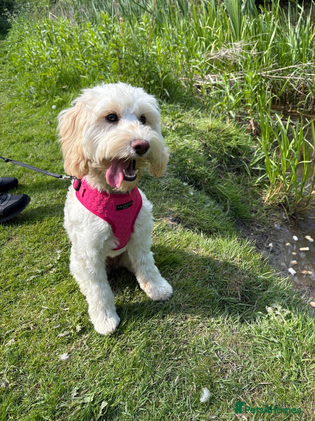 Cockapoo dogs for sale: Phoebe the cockapoo - Image 2