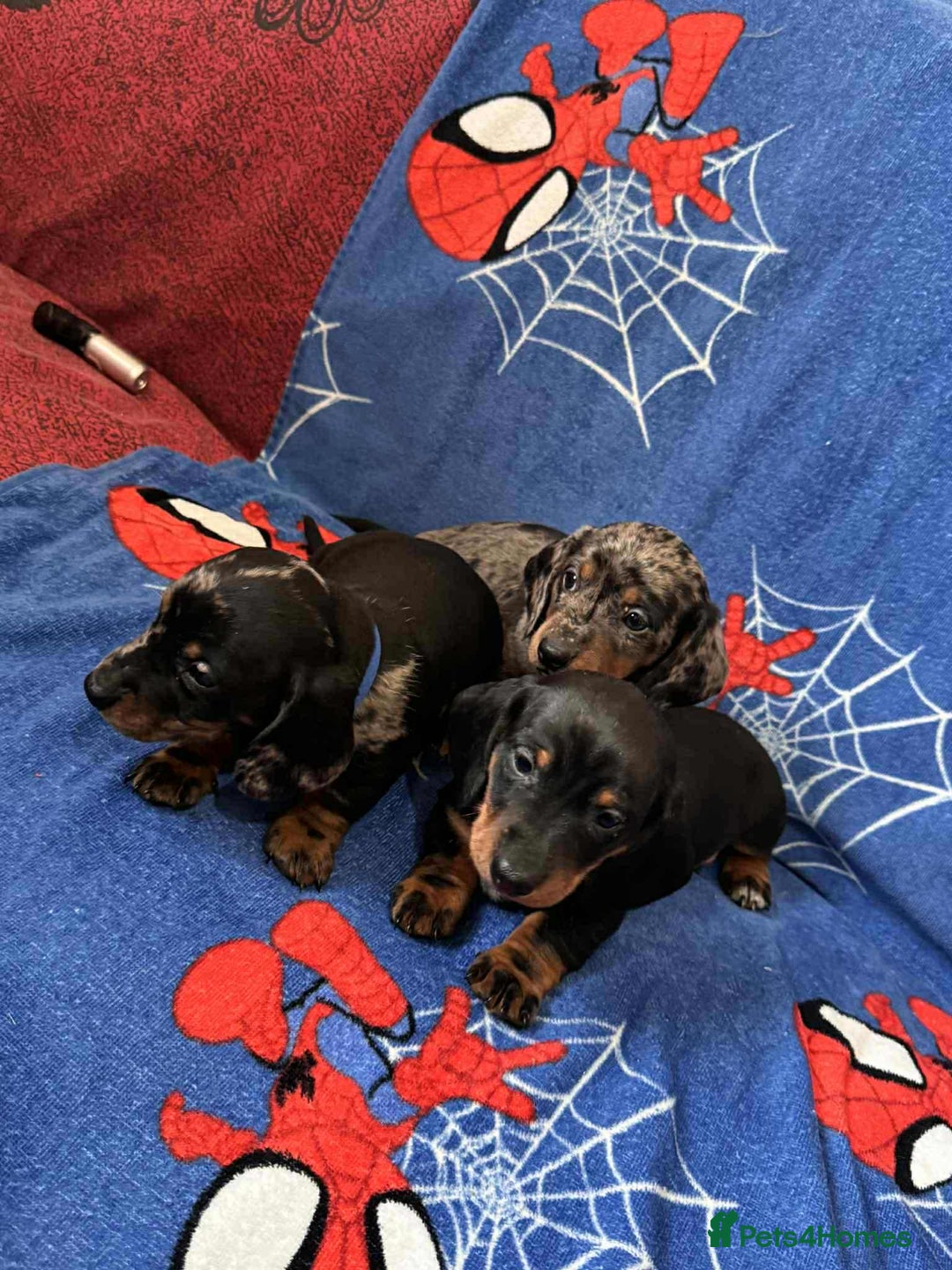 Miniature Dachshund dogs for sale: Miniature dachshund  - Advert 40