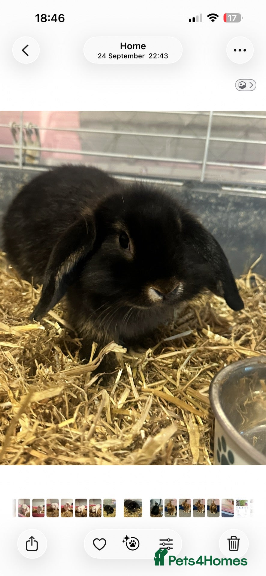 Mixed Breed rabbits 2 Bunnies  - Advert 3
