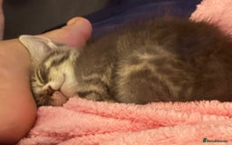 Mixed Breed cats for sale: Half ragdoll girl kittens ready now  - Image 16